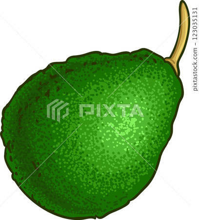 Avocado Fruit Colored Detailed Illustration 123035131