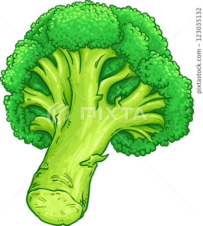 Broccolii Colored Detailed llustration 123035132