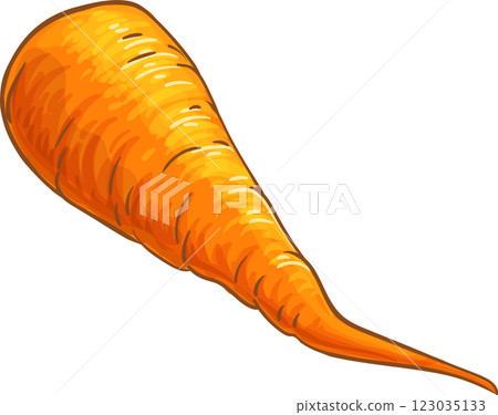 Carrot Root  Colored Detailed Illustration 123035133