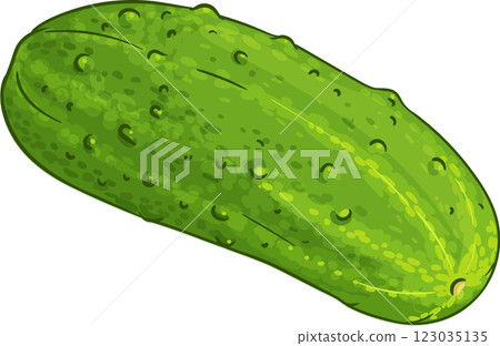 Cucumber Vegetable Colored Detailed Illustration Cucumber Vegetable Colored Detailed Illustration 123035135