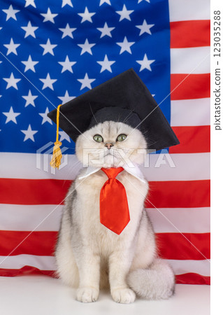 Cat in graduation cap and red tie sitting in front of american flag Cat in graduation cap and red tie sitting in front of american flag 123035288