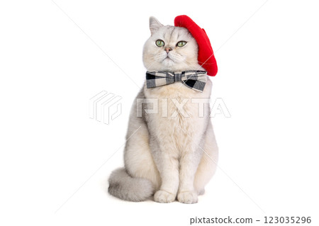 Charming cat in red beret and bow tie posing elegantly on white background Charming cat in red beret and bow tie posing elegantly on white background 123035296