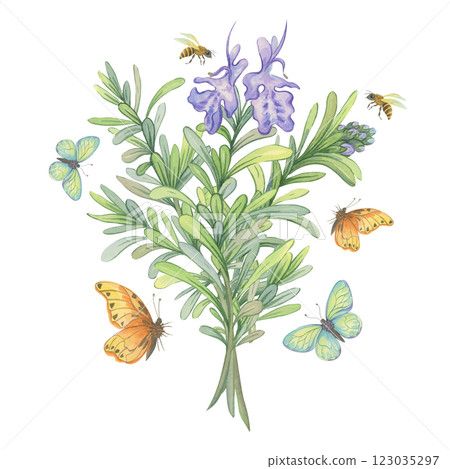 Watercolor bouquet of blooming Rosemary with bees and butterflies Watercolor bouquet of blooming Rosemary with bees and butterflies 123035297