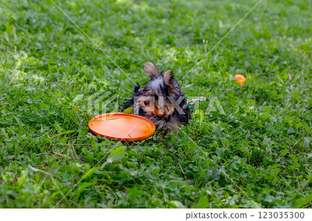 Playful yorkshire terrier puppy with orange frisbee on green grass 123035300