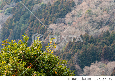 神奈川縣松田町蠟梅節 神奈川縣松田町蠟梅節 123035459