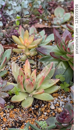 Succulent plants 123035598