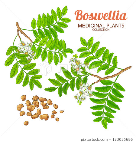 Boswellia Branch Colored Detailed Illustration 123035696