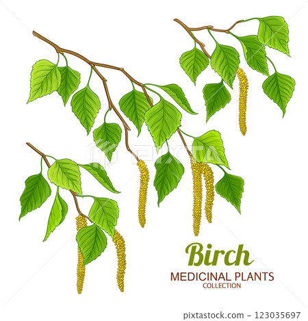 Birch Branch Colored Detailed Illustration 123035697