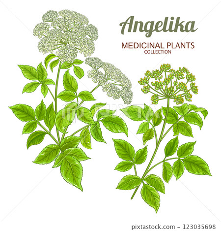 Angelika Plant Colored Detailed Illustration. Angelika Plant Colored Detailed Illustration. 123035698