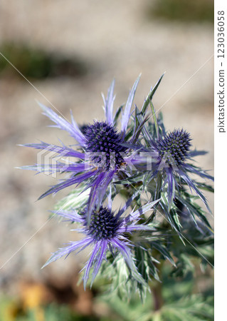 Eryngium alpinum, alpine sea holly, alpine eryngo or queen of the Alps herbaceous perennial plant in the family Apiaceae. 123036058