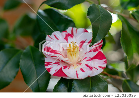 Camellia japonica,Japanese camellia or common camellia white flower with red stripes 123036059