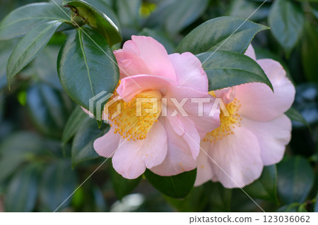 Camellia sasanqua or sasanqua camellia tender pink semi-double flowers with bright yellow stamens. 123036062