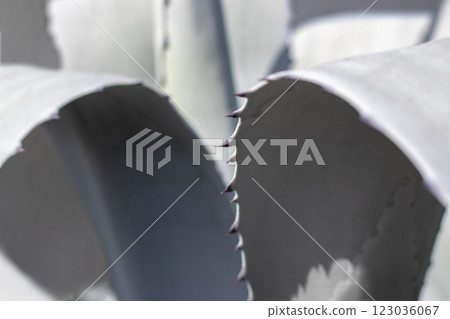 Agave succulent plant spiky gray blue leaves shallow focus aesthetic natural background 123036067