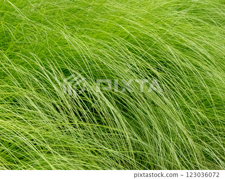 Miscanthus sinensis grass fine arching foliage 123036072