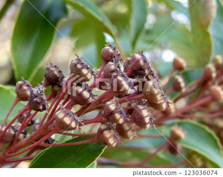 Trochodendron aralioides or wheel tree racemose cyme with fruits side view macro Trochodendron aralioides or wheel tree racemose cyme with fruits side view macro 123036074