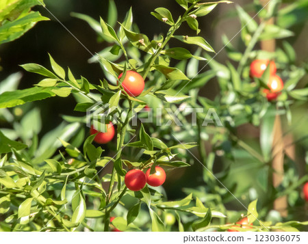 Ruscus aculeatus or butcher's broom bright red berry fruits and lush green foliage. 123036075