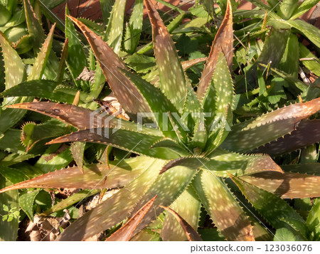 Aloe maculata, aloe saponaria, soap aloe or zebra aloe succulent plant. Aloe maculata, aloe saponaria, soap aloe or zebra aloe succulent plant. 123036076