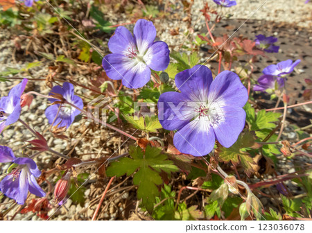 Geranium wallichianum flowering herbaceous perennial plant with violet blue flowers. 123036078