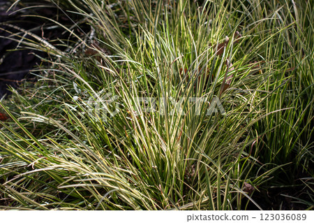 Acorus gramineus,Japanese sweet flag, Japanese rush, grassy-leaved sweet flag or grass-leaf sweet flag ornamental groundcover plant 123036089