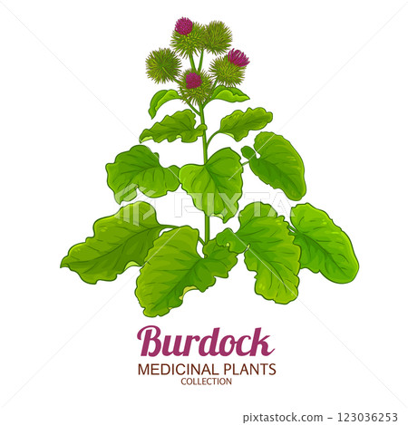 Burdock Plant Colored Detailed Illustration 123036253
