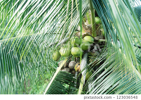 Lush palm leaves surround clusters of green coconuts in a vibrant jungle setting in Thailand. 123036548