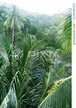 Palm leaves layered against the vibrant jungle backdrop of Thailand create a calming atmosphere. Koh Phangan. 123036553