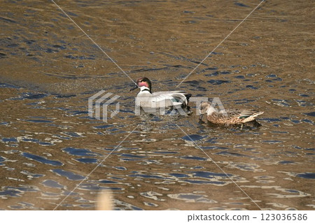 吉芳游泳 123036586