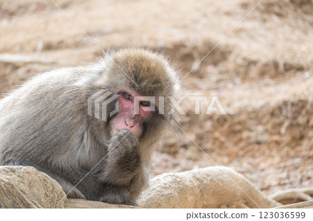 Japanese macaque Arashiyama Monkey Park Iwatayama Japanese macaque Arashiyama Monkey Park Iwatayama 123036599