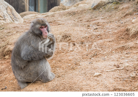 Japanese macaque Arashiyama Monkey Park Iwatayama 123036605