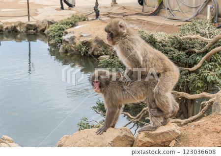 Mating Japanese monkeys Arashiyama Monkey Park Iwatayama 123036608