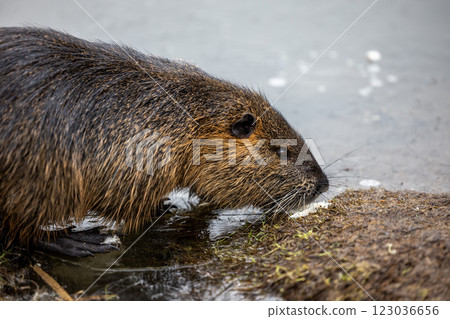 A nutria or coypu (Myocastor coypus) stands on the bank of a frozen pond 123036656