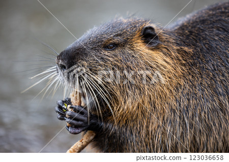 A nutria or coypu (Myocastor coypus) nibbles on a slice of bread on the bank of a pond A nutria or coypu (Myocastor coypus) nibbles on a slice of bread on the bank of a pond 123036658
