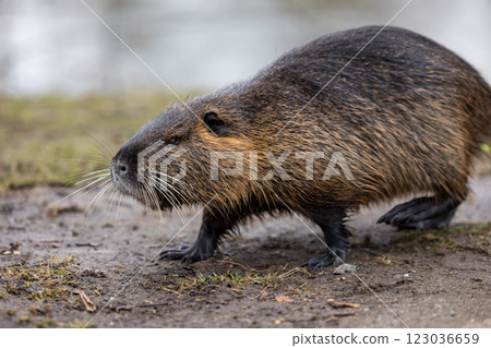 A nutria or coypu (Myocastor coypus) walks along a waterfront 123036659