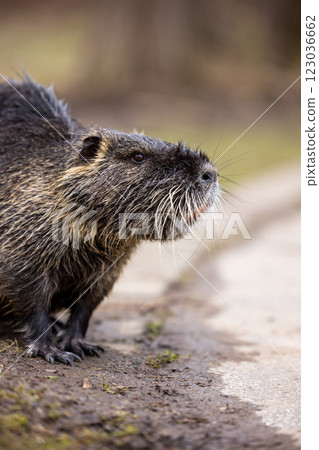 A nutria or coypu (Myocastor coypus) stands on the bank of a pond 123036662