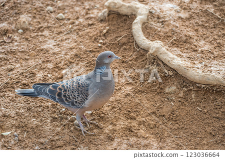 Turtledove Turtledove 123036664