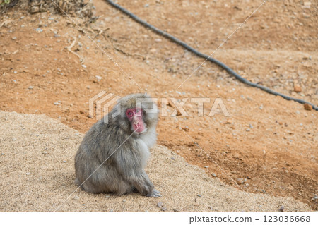 Japanese macaque Arashiyama Monkey Park Iwatayama 123036668