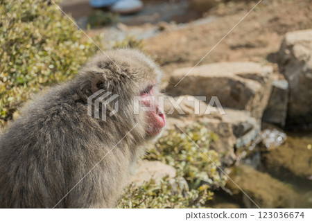 Japanese macaque Arashiyama Monkey Park Iwatayama Japanese macaque Arashiyama Monkey Park Iwatayama 123036674