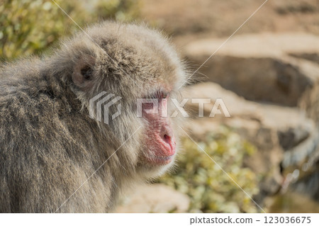 Japanese macaque Arashiyama Monkey Park Iwatayama 123036675