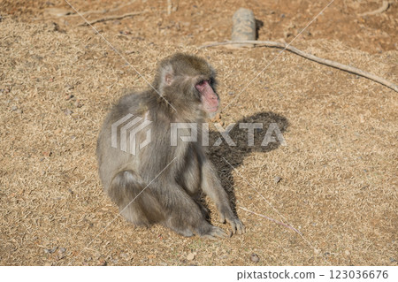 Japanese macaque Arashiyama Monkey Park Iwatayama Japanese macaque Arashiyama Monkey Park Iwatayama 123036676