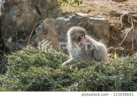 Japanese macaque Arashiyama Monkey Park Iwatayama 123036681