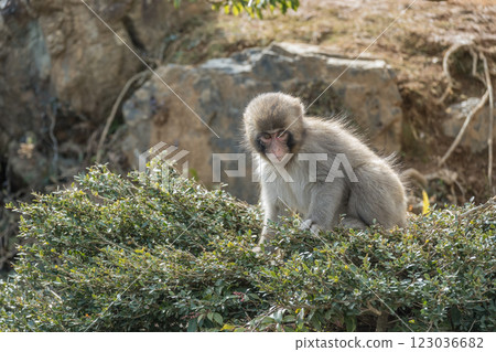 日本獼猴嵐山猴子公園岩田山 123036682