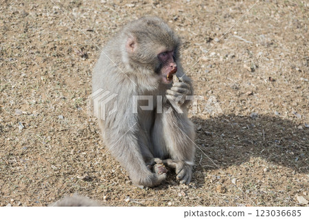 Japanese macaques eating snacks Arashiyama Monkey Park Iwatayama Japanese macaques eating snacks Arashiyama Monkey Park Iwatayama 123036685