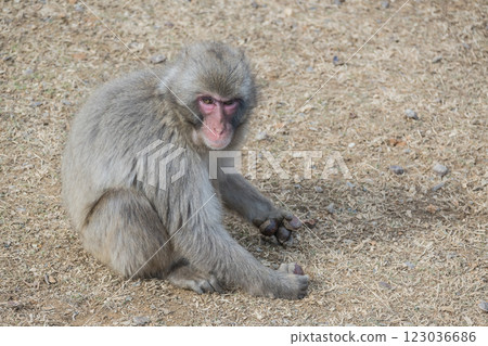 Japanese macaque Arashiyama Monkey Park Iwatayama Japanese macaque Arashiyama Monkey Park Iwatayama 123036686