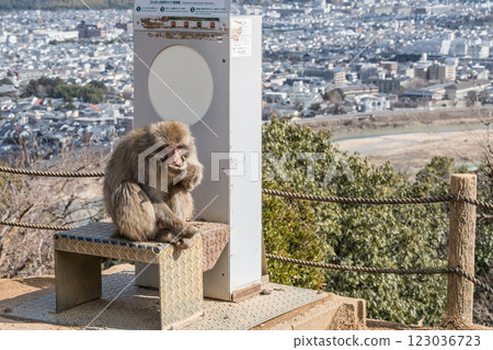 日本獼猴吃零食 嵐山猴園岩田山 123036723