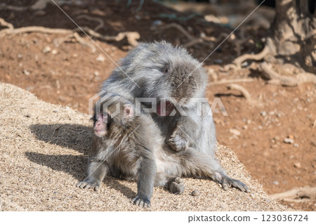 長毛的日本獼猴 Arashiyama Monkey Park Iwatayama 123036724