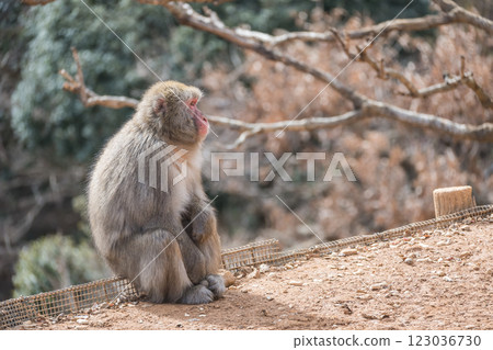 Japanese macaque Arashiyama Monkey Park Iwatayama Japanese macaque Arashiyama Monkey Park Iwatayama 123036730
