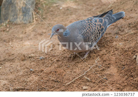 Turtledove  123036737