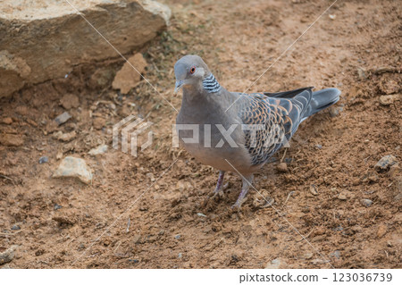 Turtledove Turtledove 123036739