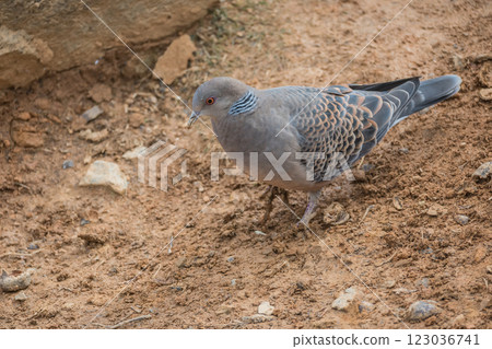 Turtledove  123036741