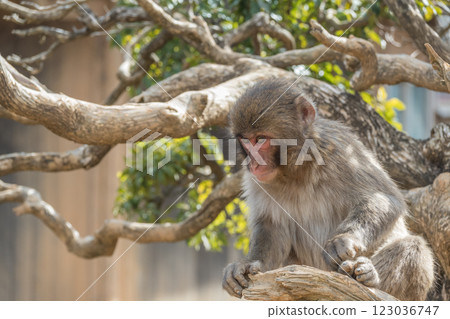 Japanese macaque Arashiyama Monkey Park Iwatayama 123036747
